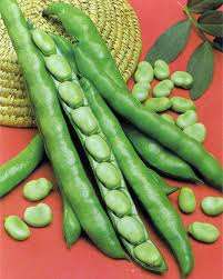 FAVA AGUADULCE A BACCELLO LUNGHISSIMO KG.1